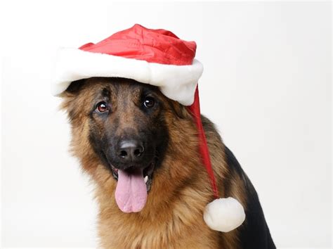 Premium Photo | Fluffy german shepherd dog with santa claus hat