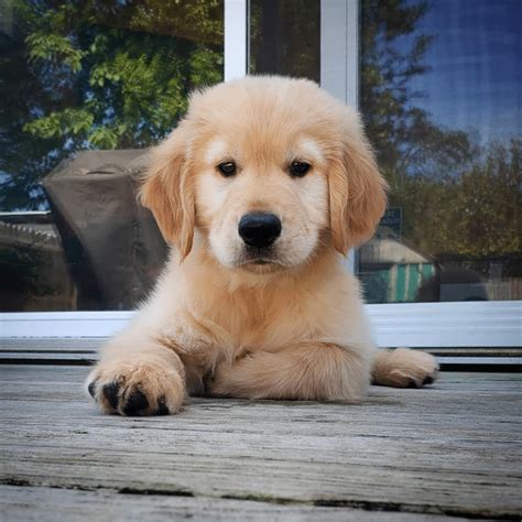 Training Golden Retriever Puppy: A Complete Beginner's Guide