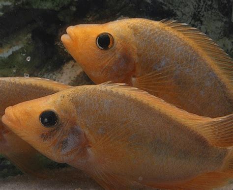 Midas Cichlid (Amphilophus citrinellus) – Imperial Tropicals