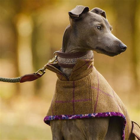 35+ Sewing Patterns For Whippet Coats - CaterinaFalak