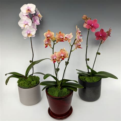 Orchid Gift Arrangements (MN Local Only) - OrchidWeb