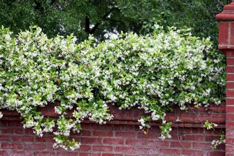 Top 10 Evergreen Shrubs for Texas Best Lawn and Gardens