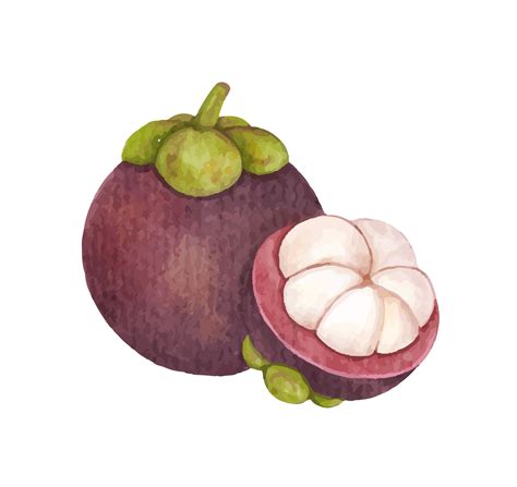 mangosteen fruit watercolor 26495035 PNG