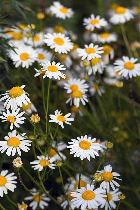 How to Grow Chamomile in Your Herb & Flower Garden