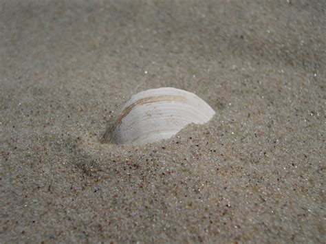 shell beach 1 Free Photo Download | FreeImages