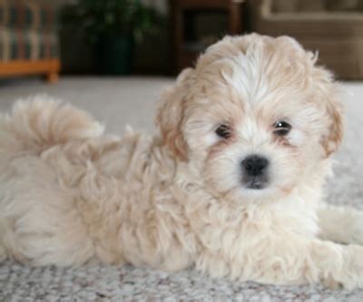 Shih-Poo (Shih Tzu-Poodle Mix) Facts, Temperament, Training, Diet ...