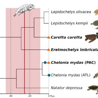 Currently accepted Cheloniidae relationships and divergence times. The ...