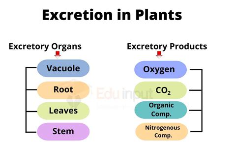 Excretion in Plants-Excretory Products and Organs