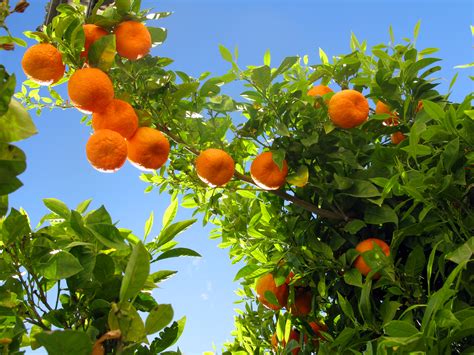 File:Ronda 08 Orange Tree (4579322771).jpg