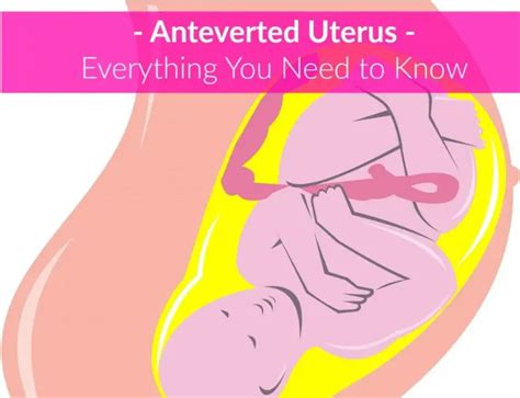 Anteverted Uterus: Everything You Need to Know - The Healthy Apron