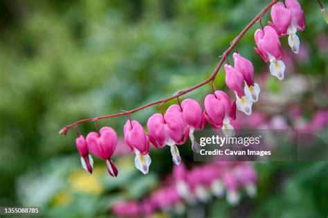 75 Bleeding Heart Flower Arrangement Stock Photos, High-Res Pictures ...