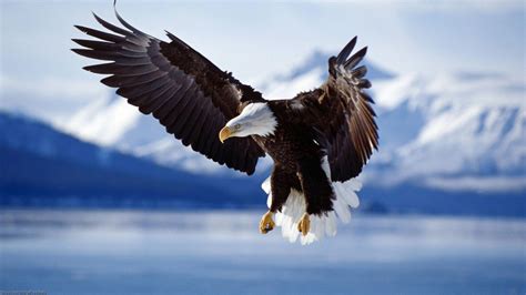 Bald Eagle Wallpapers - Wallpaper Cave