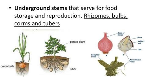 Asexual reproduction disadvantages | Science online