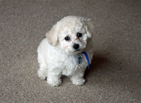 Bichon Frise Dog Breed Pictures, Photos, & Images