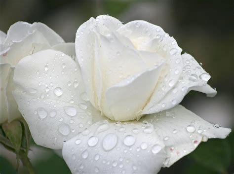 🔥 [50+] Beautiful White Roses Wallpapers | WallpaperSafari