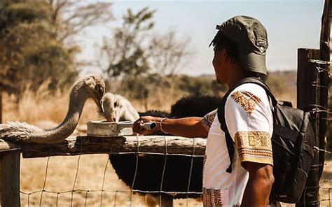 Lion Feeding | Lion and Cheetah Park