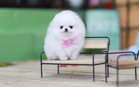 Teacup Pomeranian | Real Truth Behind The Miniature Pomeranians