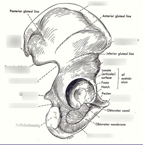 Hip Anatomy Diagram | Quizlet