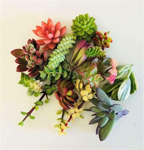 10 Assorted Succulent Cuttings – Seed World