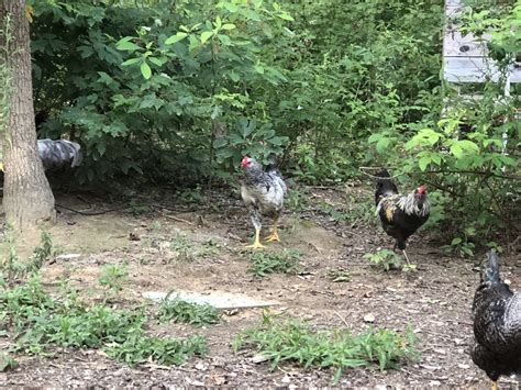 Which Backyard Chickens Lay The Most Eggs BackyardChickenNews