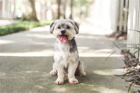 Maltese Poodle Mix Breed Profile: The Ultimate Apartment Dog? | Perfect ...