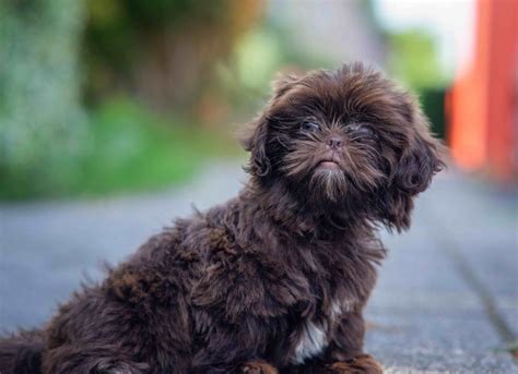 Shih-Poo Dog Breed Health and Care | PetMD