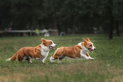 Cuteness overload: Corgi Races are returning to Hastings Racecourse ...