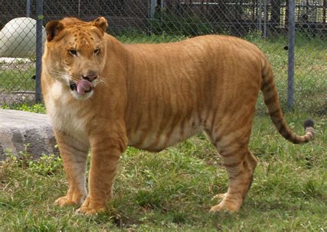 Hybrid Animals Liger