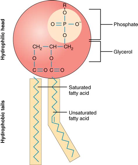 The Cell Membrane | Anatomy and Physiology I