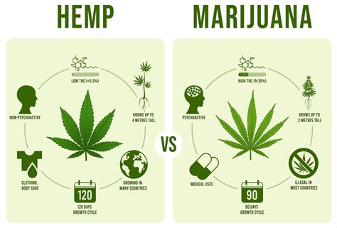 Hemp vs Marijuana: What's the Difference? - Daily Rx CBD