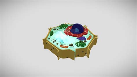 Plant-cell 3D models - Sketchfab