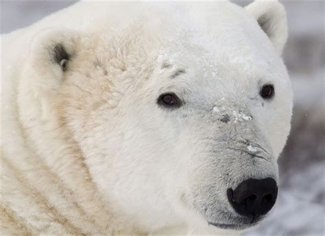 Polar bear population to decline by a third by 2050: study - National ...