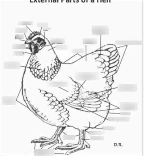 Hen External Anatomy Diagram | Quizlet