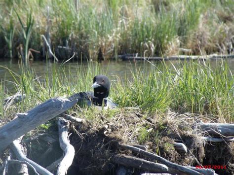 Pictures of Northern Saskatchewan Wildlife