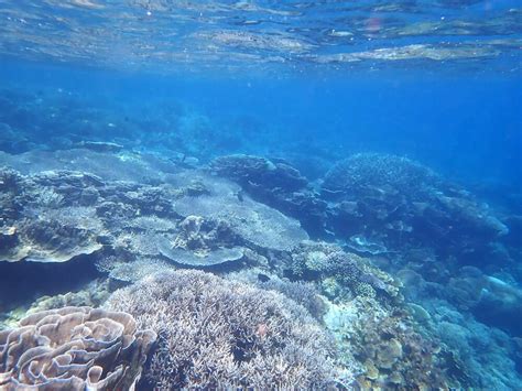 Snorkeling on Komodo Resort's House Reef | Snorkeling in Indonesia