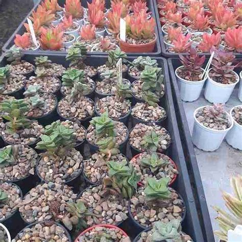 succulent plants - Australian Desert Blooms