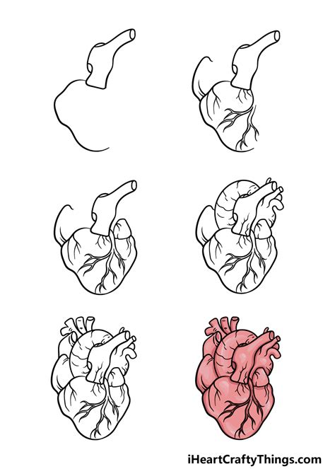 Human Heart Drawing - How To Draw A Human Heart Step By Step (2023)