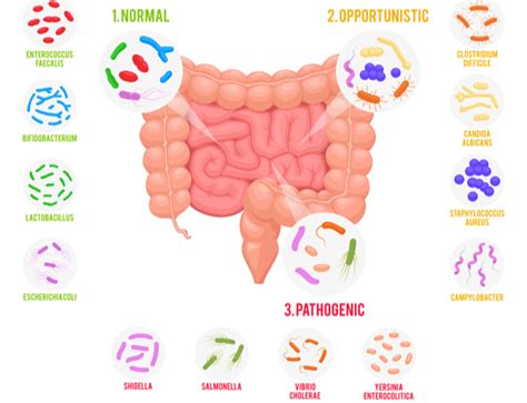 How gut bacteria affects your food cravings | Gut Dr