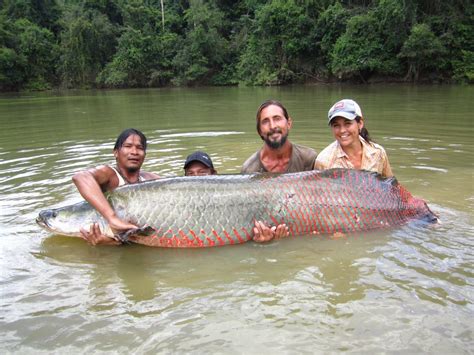 Guyana’s Giant Arapaima – The Largest Freshwater Fish In South America ...