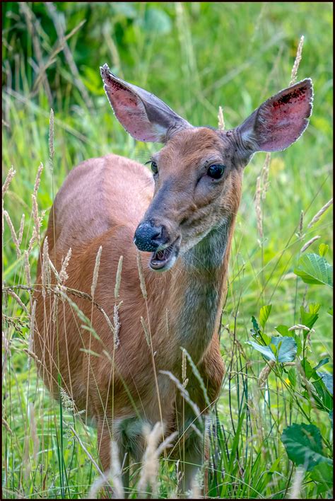 Deer and Fawns – Photography, Images and Cameras