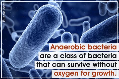 A Conclusive List of Anaerobic Bacteria - Biology Wise