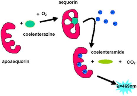 Mechanism of light emission by aequorin upon Ca2+-binding. | Download ...