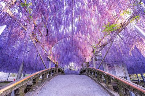 Superb purple view, Wisteria flowers are in full bloom: Ashikaga Flower ...