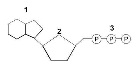 ATP Molecule Diagram | Quizlet