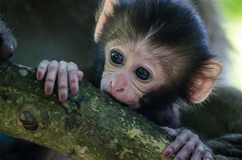 Baby Macaque | Pet birds, Baby animals, Macaque