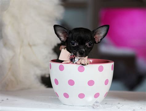 Teacup Chihuahua Size Chart