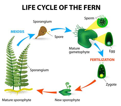 Plant Reproduction — The Biology Primer