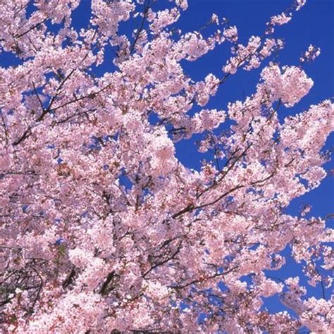 Cherry Blossoms - Japan National Tourism Organization