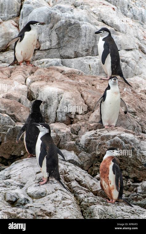 Antarctic penguin habitat hi-res stock photography and images - Alamy