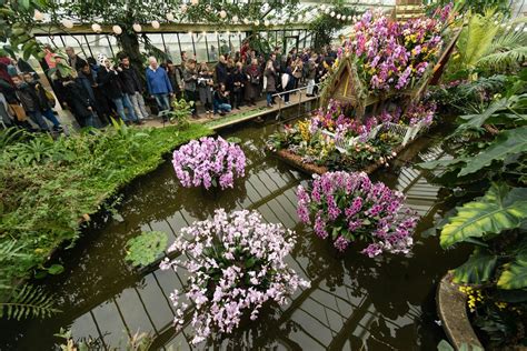 Orchids Festival at Kew Gardens 2025 in London - Rove.me